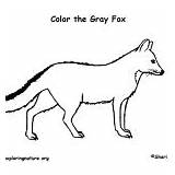 Fox Gray Mammals Coloring Category Nature sketch template