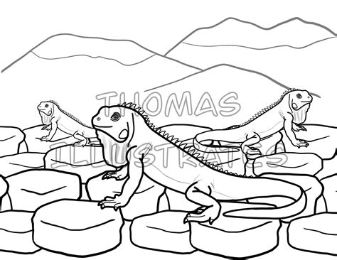reptile coloring pages kids coloring pages fun coloring etsy uk