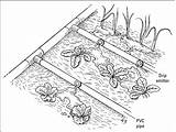 Irrigation Sprinkler Drip Watering Vegetable Sprinklers Getdrawings Efficient Drips Dummies sketch template