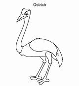 Coloring Bird Ostrich Pages Color Printable sketch template