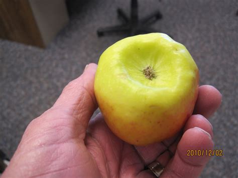 swifts gardening blog swift horticultural enterprises llc flat apple virus