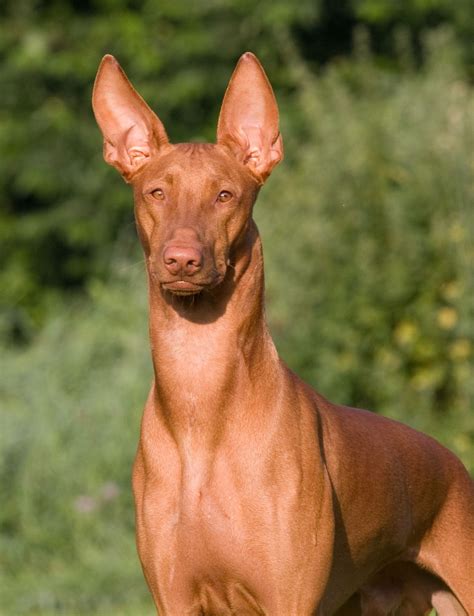 pharaoh hound breed guide learn   pharaoh hound