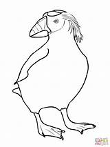 Puffin Coloring Pages Drawing Printable Color Bird Getdrawings Ada Penguin Lie Getcolorings Popular Tufted Template sketch template