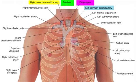 Trachea Anatomy And Function Trachea And Esophagus Location