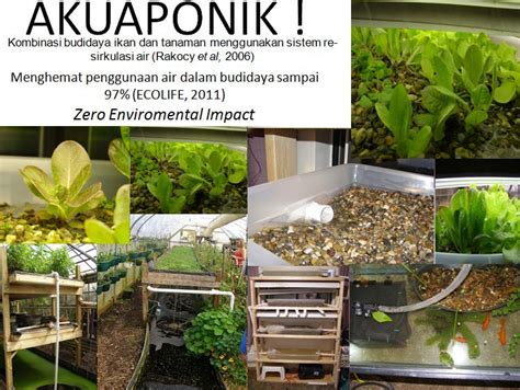 akuakultur kita akuaponik kombinasi akuakultur