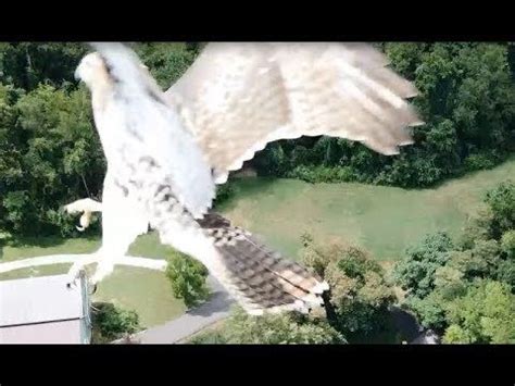 hawk attack attack hawk drone