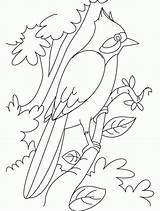 Nightingale Ptaki Dla Kolorowanki Pages Kolorowanka Hummingbird Coloringhome Perched sketch template