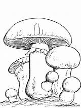 Mushroom Coloring Pages Mushrooms Clipart Common Printable Nature Color Getcolorings Fungi Print Etc Clipground sketch template