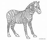 Zebra Coloring Pages Printable Stripes Kids Without Template sketch template