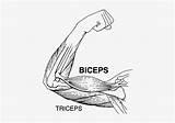 Triceps Biceps Pngkey Skeletal sketch template