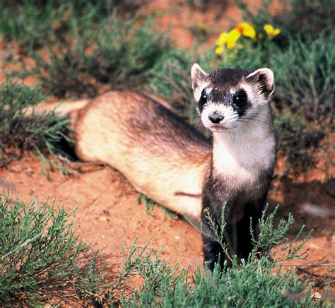 earth notes ranchers  expand habitat  endangered black footed ferret knau arizona