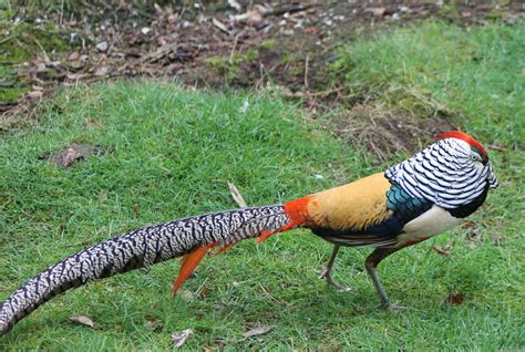 lady amherst pheasant zoochat