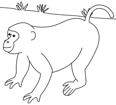 animal monkeys coloring pages printable   kids  monkey