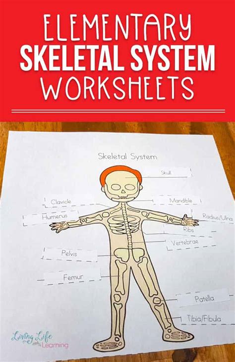 skeletal system worksheets  kids