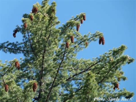 pinus lambertiana