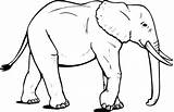 Elephant Coloring Pages African Big Elephants Tracing Color Wander Around Outline Drawing Animal Kids Clipart Blank Pattern Sketch Cartoon Indian sketch template