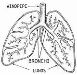 Bronchi Lungs Diagram Branches Two Alveoli Bronchioles Body Windpipe Function System Respiratory Coloring Detailed Main Weebly Air Which Balloons sketch template