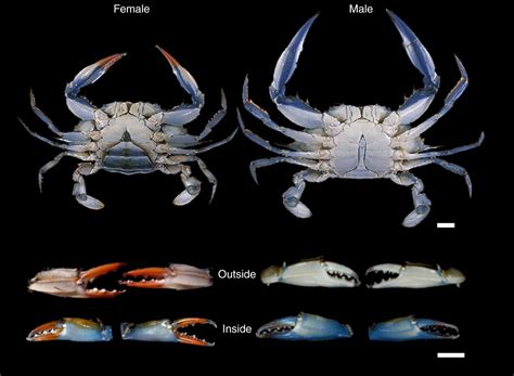 The Importance Of Color In Mate Choice Of The Blue Crab Callinectes
