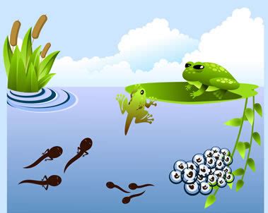 articles  pictures   life cycle   frog including tadpoles
