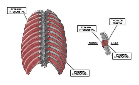 difference  internal  external intercostal muscles