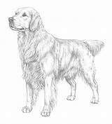 Retriever Golden Coloring Pages Print Printable Puppy Realistic Draw Popular Drawings Designlooter Library Clipart Swedish Insurance sketch template