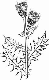 Weed Thistle Clip Plant Weeds Outline Clipart Svg Coloring Vector Flower Arvense Cirsium Ku Garden Cliparts Clker Drawings Cidyjufun Large sketch template