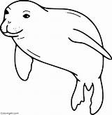 Monk Seal sketch template