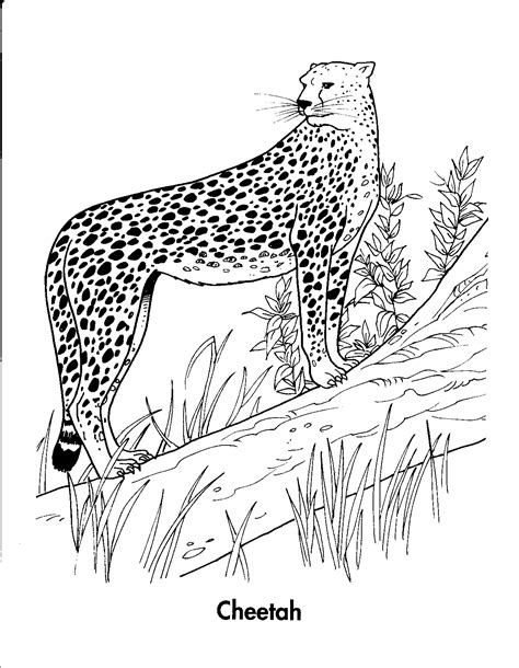 baby cheetah coloring pages  kids