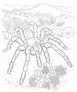 Aranha Tarantula Pintarcolorir Invertebrados Desenho Coloringbay Habitats Pode Ainda Muitos Uteer sketch template