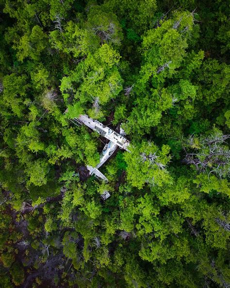 hd wallpaper aerial photography  trees drone view aerial view