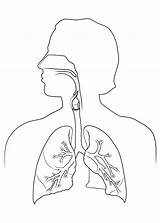 Respiratory Anatomy Getdrawings sketch template