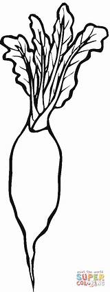 Turnip Radieschen Radish Clipartmag Ausmalbild sketch template