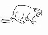 Coloring Beaver Pages Printable Kids Library Clipart Popular Rat sketch template