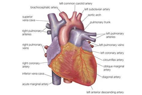 anatomy   heart  structures  functions