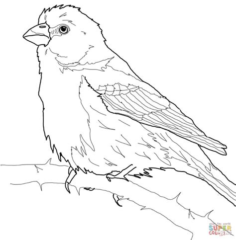 house finch super coloring bird outline bird drawings finches bird