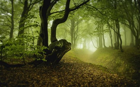 Mysterious Forest Czech Republic