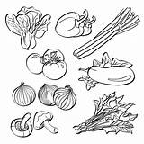 Bok Choy Illustrations Vector Vegetables Set Stock Dropbox Dl Lb03 sketch template