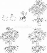 Cycle Potato Plant Coloring Growth Illustration Preview sketch template