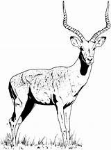 Gazelle Clipart Coloring Clip Library Pages Cliparts sketch template