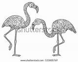 Flamingos Flamingo Zentangle Anti Volwassenen Shutterstock Panchenko Viktoriia sketch template