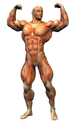 muscle memory exists anabolic muscles