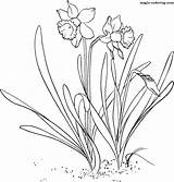 Daffodil Narzisse Colorat Narcissus Narcise Flori Planse Daffodils Ausmalbilder Primavara Supercoloring Jonquille Pattern Coloriage Gelbe Pseudonarcissus Malvorlagen Lent Ausmalbild Ausdrucken sketch template