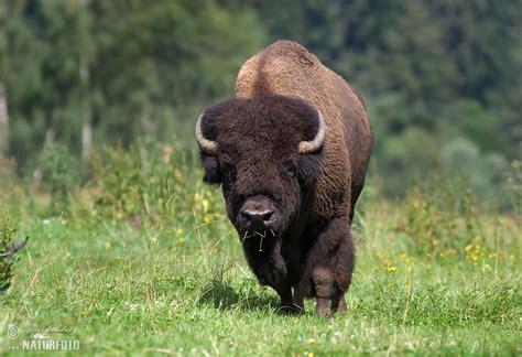 american bison  american bison images nature wildlife pictures