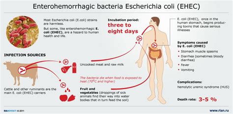 e coli infection causes symptoms treatment e coli