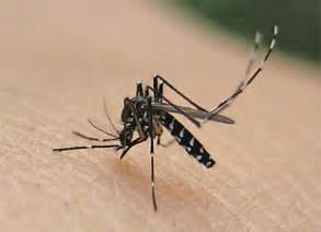 timor fends  covid  dengue claims  lives  ermera tatoli agencia noticiosa de