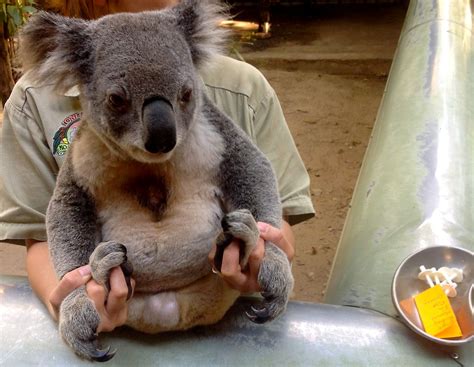 Bedrohte Koalas In Australien Chlamydien Impfung Bringt Erfolg N Tv De