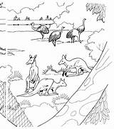 Coloring Pages Kangaroo Zoo Kangaroos Wildlife Animals sketch template