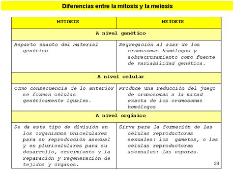 cuadros comparativos entre mitosis y meiosis cuadro comparativo