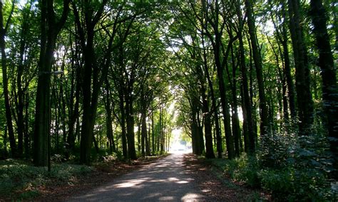 Interesting Facts About The Hague Forest Haagse Bos