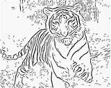 Coloring Pages Wild Tiger Animal Cat Cats Printable Adults Realistic Big Adult Kids Animals Color Auburn Detailed Getcolorings Running Tigers sketch template